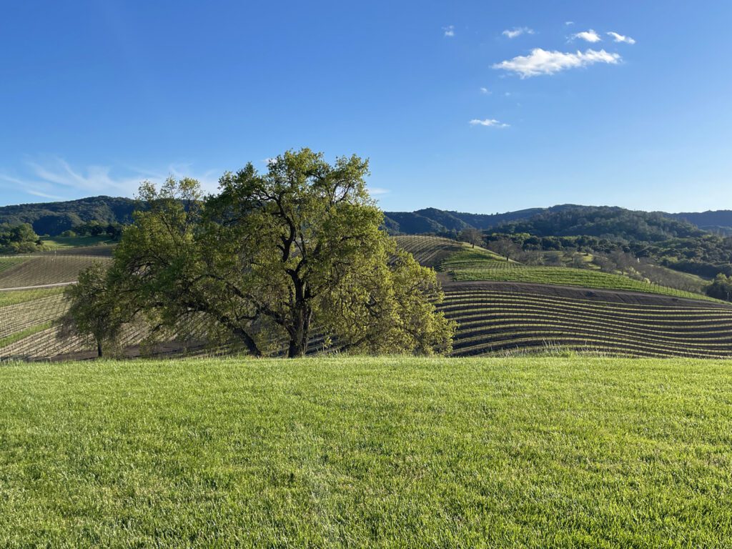 Views of vineyards and an large oak from a grassy hilltop lawn.