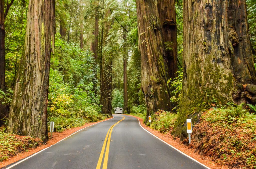 Giant redwood trees along Avenue of the Giants