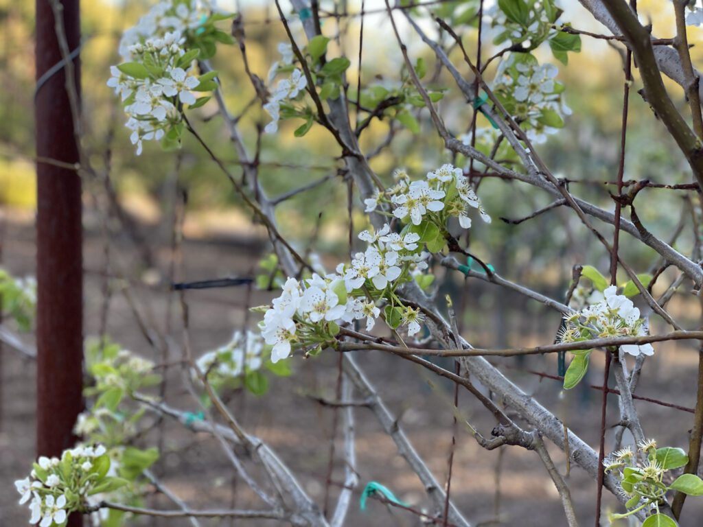 Close up of pear blossoms
