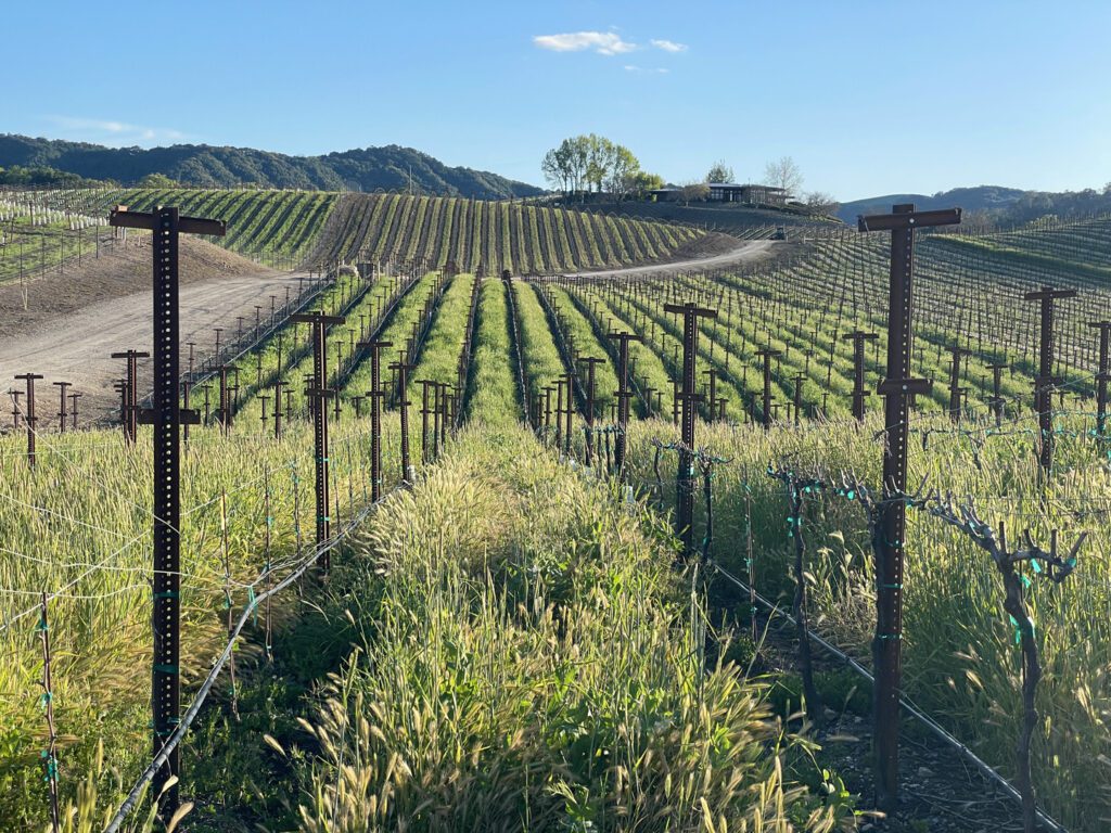 Vineyards in the spring with tall grasses