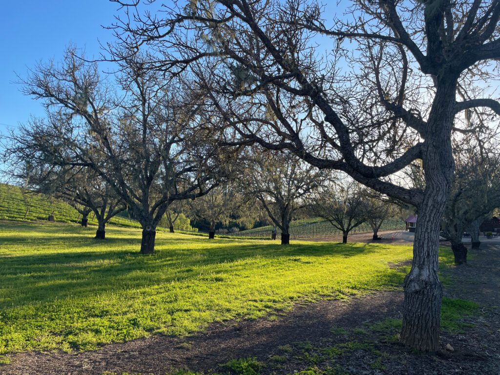 Walnut trees in the spring