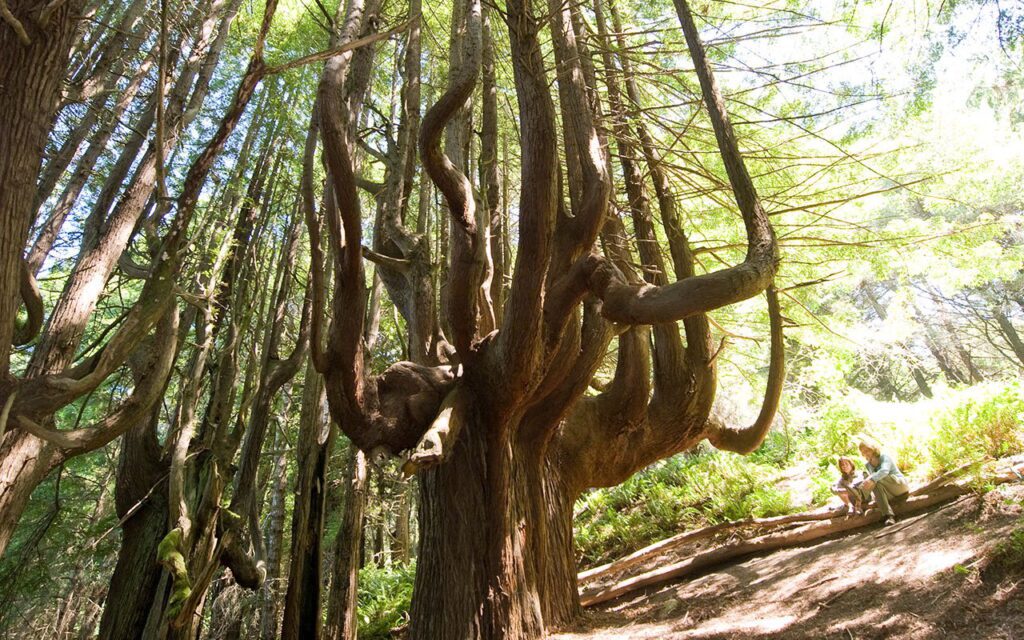 A redwood tree with branches shaped like a  candelabra