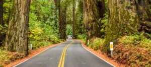 Redwood trees lining Avenue of the Giants