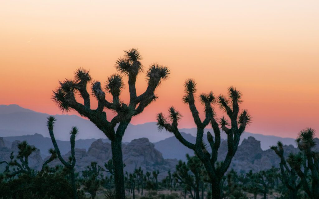 Joshua trees at sunset