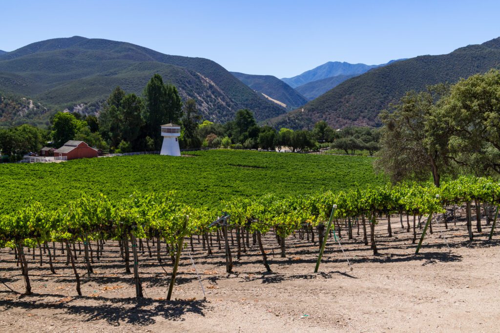 Vineyard in Carmel Valley