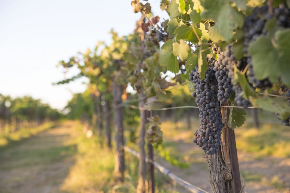 Close up of wine grapes in a vineyard