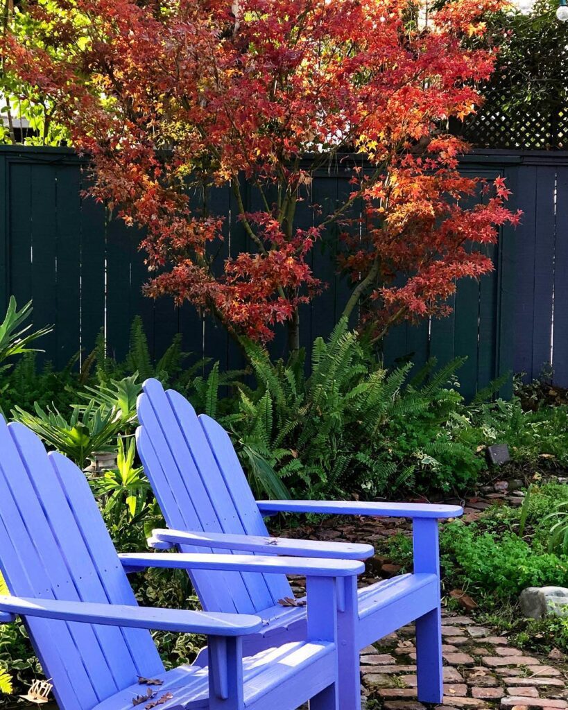 Lavender Adirondack chairs in a backyard gardne with a red maple tree