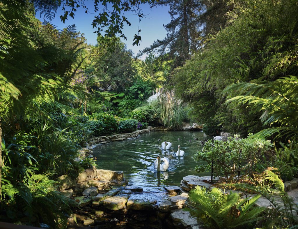 Swans gliding across the water at Hotel Bel-Air