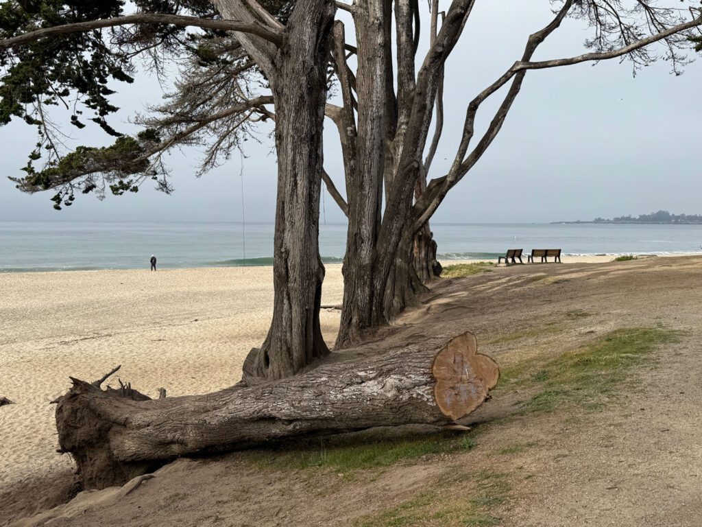 Black's Beach