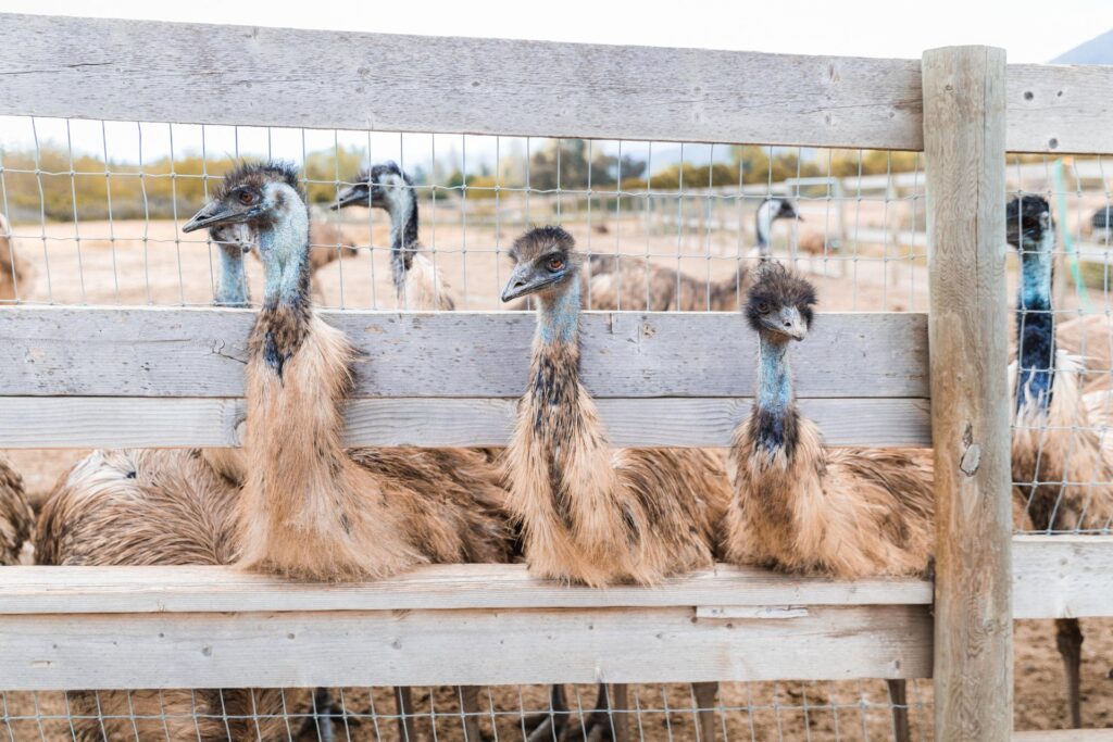 Ostriches at Ostrichland USA